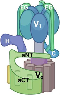 RAVE and Rabconnectin-3 Complexes as Signal Dependent Regulators of Organelle Acidification